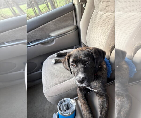 Medium Photo #2 Boxador Puppy For Sale in Columbus, IN, USA