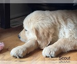 Small #1 Golden Retriever