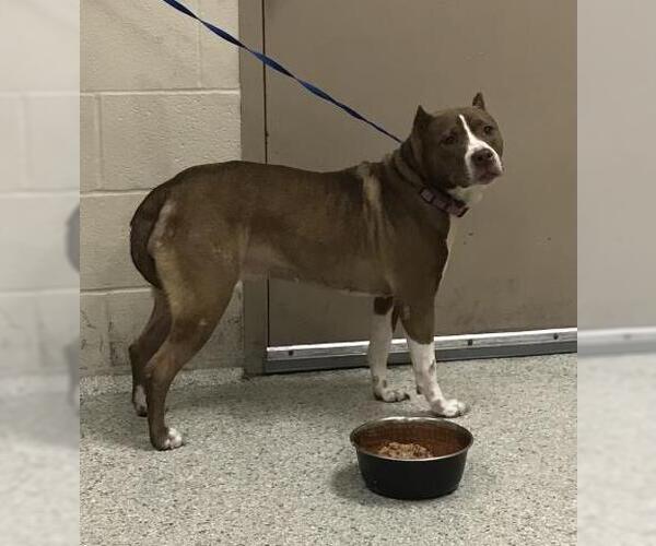 Medium Photo #1 Mutt Puppy For Sale in Conroe, TX, USA