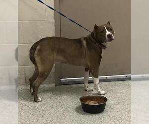 Mutt Dogs for adoption in Conroe, TX, USA