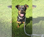 Small #2 Jack Russell Terrier-Mountain Cur Mix