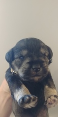 Schnauzer (Miniature) Puppy for sale in MESA, AZ, USA