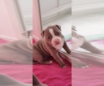 Small Photo #19 American Bully Puppy For Sale in COUDERSPORT, PA, USA