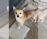 Small Chihuahua