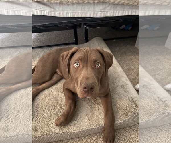 Medium Photo #1 Catahoula Leopard Dog-Labrador Retriever Mix Puppy For Sale in Aurora, CO, USA