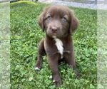 Small #1 Labrador Retriever Mix