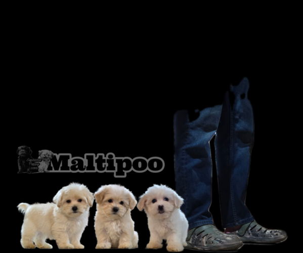 Medium Photo #1 Maltipoo Puppy For Sale in SAN DIEGO, CA, USA