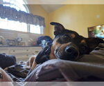 Small Photo #5 Miniature Pinscher-Unknown Mix Puppy For Sale in Woodbury, NY, USA
