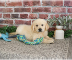 Small #6 Golden Retriever