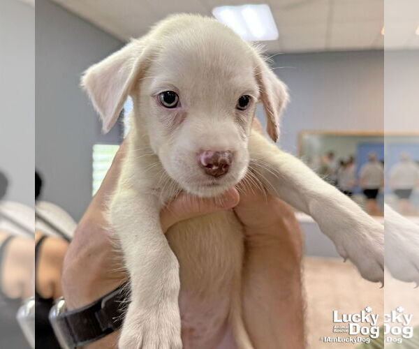 Medium Photo #2 Labrador Retriever-Unknown Mix Puppy For Sale in Washington, DC, USA