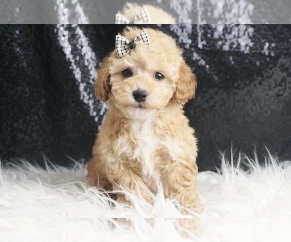 Medium Photo #48 Maltipoo Puppy For Sale in WARSAW, IN, USA