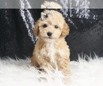 Small Photo #48 Maltipoo Puppy For Sale in WARSAW, IN, USA