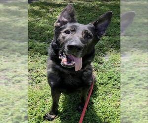 German Shepherd Dog Dogs for adoption in Fort Lauderdale, FL, USA