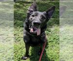 WREXHAM - Male German Shepherd Dog Dog for Adoption - Small photo