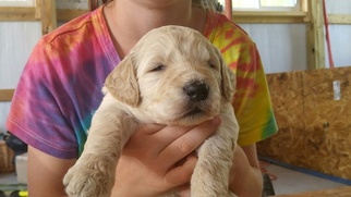 Goldendoodle Puppy for sale in MARSHALL, VA, USA