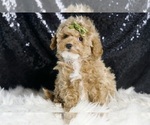 Small #1 Maltipoo (Miniature)