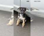 Small German Shepherd Dog