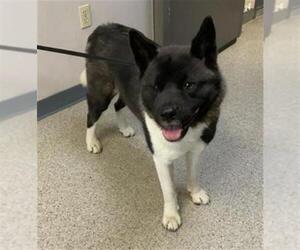 Akita-Unknown Mix Dogs for adoption in Visalia, CA, USA