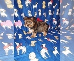 Puppy 3 Yorkshire Terrier