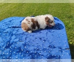 Small #1 Miniature American Shepherd
