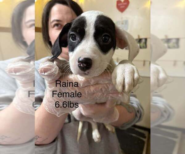 Medium Photo #1 Australian Shepherd-Boxer Mix Puppy For Sale in Aurora, IN, USA
