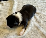Small Photo #99 Australian Shepherd Puppy For Sale in SALISBURY, NC, USA