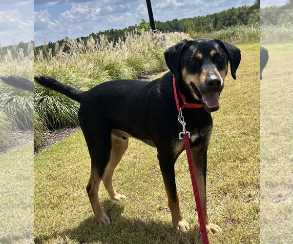 Medium Photo #2 Labrottie Puppy For Sale in Munford, TN, USA