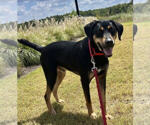 Koda - Male Labrottie Dog for Adoption - Photo #2