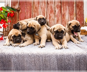 Mastiff Puppy for Sale in WAKARUSA, Indiana USA