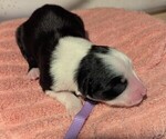Small Photo #56 Australian Shepherd Puppy For Sale in SYLVA, NC, USA