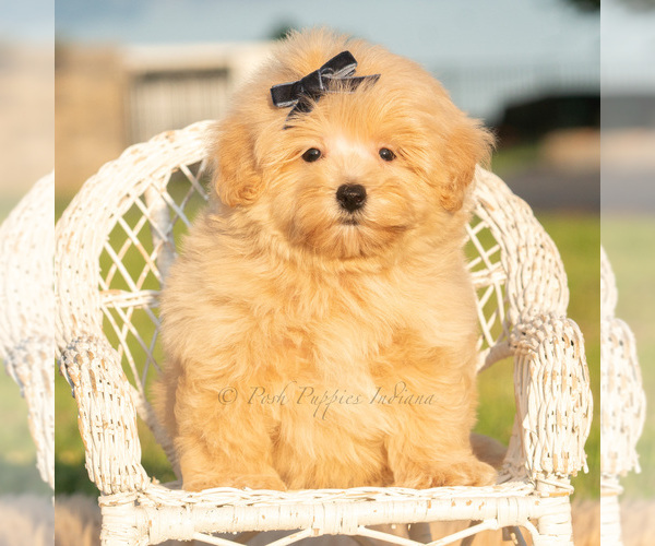 Medium Photo #1 Maltipoo (Toy) Puppy For Sale in WARSAW, IN, USA