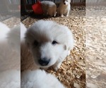 Image preview for Ad Listing. Nickname: Litter of 6