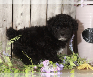 Poochon Puppy for sale in MOUNT VERNON, OH, USA