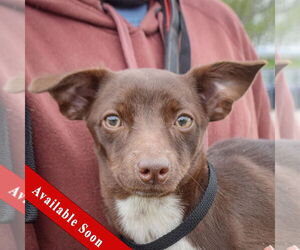 Chiweenie Dogs for adoption in Huntley, IL, USA