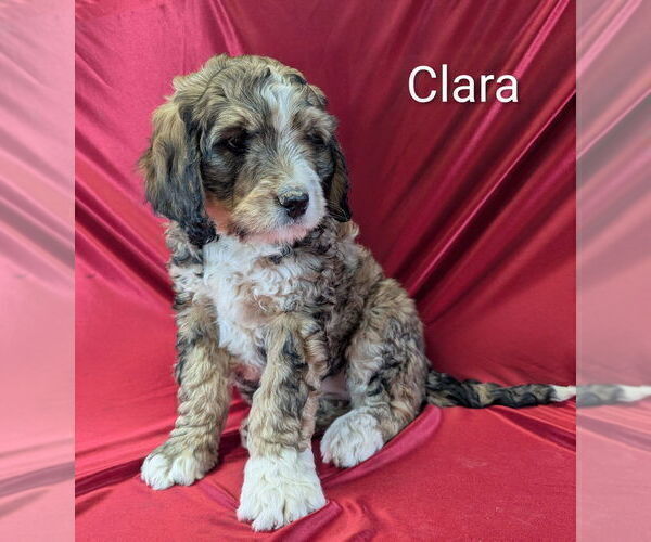 Medium Photo #9 Bernedoodle Puppy For Sale in CANON CITY, CO, USA