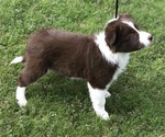 Small Photo #2 Border Collie Puppy For Sale in RICE, MN, USA