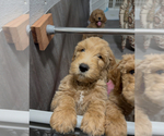 Small #6 Goldendoodle