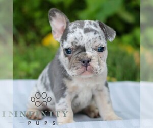 French Bulldog Puppy for sale in EAST EARL, PA, USA