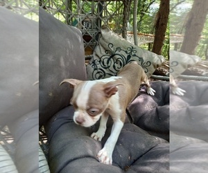Boston Terrier Puppy for sale in SEVIERVILLE, TN, USA