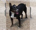Small Rottweiler Mix