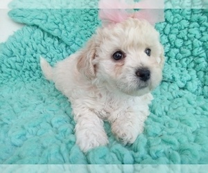 Zuchon Puppy for Sale in LAUREL, Mississippi USA