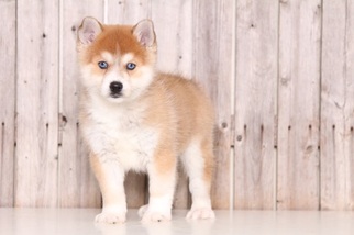 Pomsky Puppy for sale in MOUNT VERNON, OH, USA