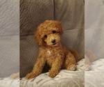 Small Photo #5 Cavapoo Puppy For Sale in BEAVER FALLS, PA, USA