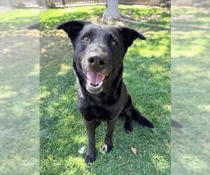 Labrador Retriever-Unknown Mix Dogs for adoption in Riverside, CA, USA