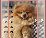 Small Photo #1 Pomeranian Puppy For Sale in CASTLE HAYNE, NC, USA
