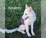 Small #11 Siberian Husky Mix