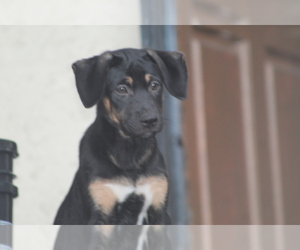 American Bully-German Shepherd Dog Mix Puppy for sale in GRANADA HILLS, CA, USA