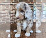Small #7 Aussiedoodle