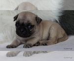 Small Photo #67 Pug Puppy For Sale in WINNSBORO, TX, USA