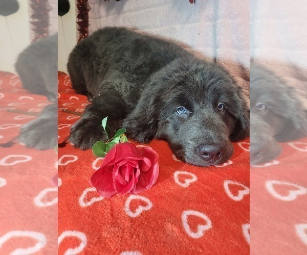 Medium Photo #6 Newfoundland Puppy For Sale in AURORA, IN, USA